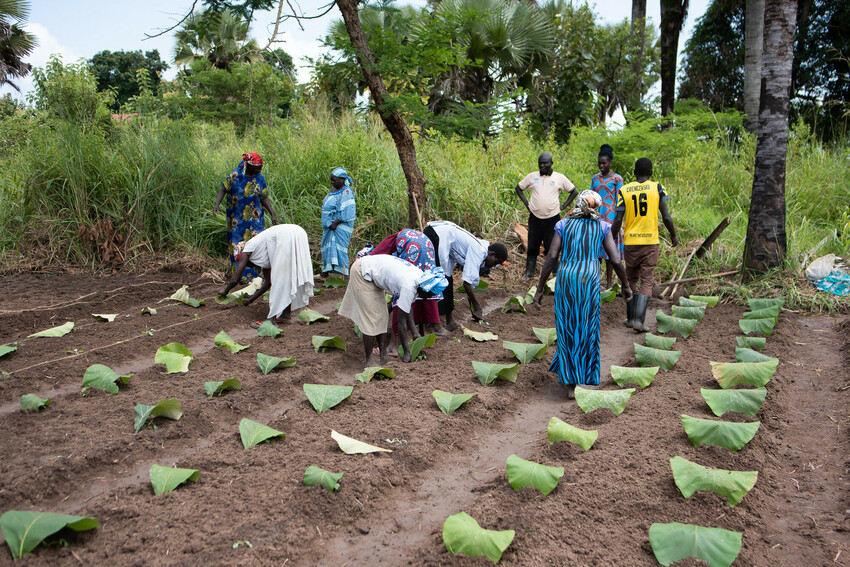 tree farms South Sudan
