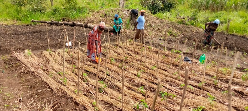 tree farms South Sudan